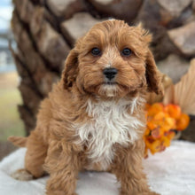 Load image into Gallery viewer, BRUNO - Male Toy Cavoodle - Ready for Home NOW