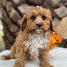 Load image into Gallery viewer, BRUNO - Male Toy Cavoodle - Ready for Home NOW