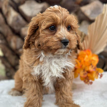 Load image into Gallery viewer, BRUNO - Male Toy Cavoodle - Ready for Home NOW