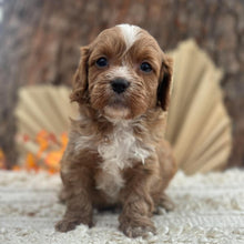 Load image into Gallery viewer, BRYCE - Male Toy Cavoodle - Ready 11th Nov