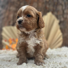 Load image into Gallery viewer, BRYCE - Male Toy Cavoodle - Ready 11th Nov