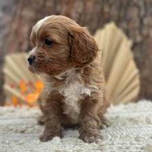 Load image into Gallery viewer, BRYCE - Male Toy Cavoodle - Ready 11th Nov