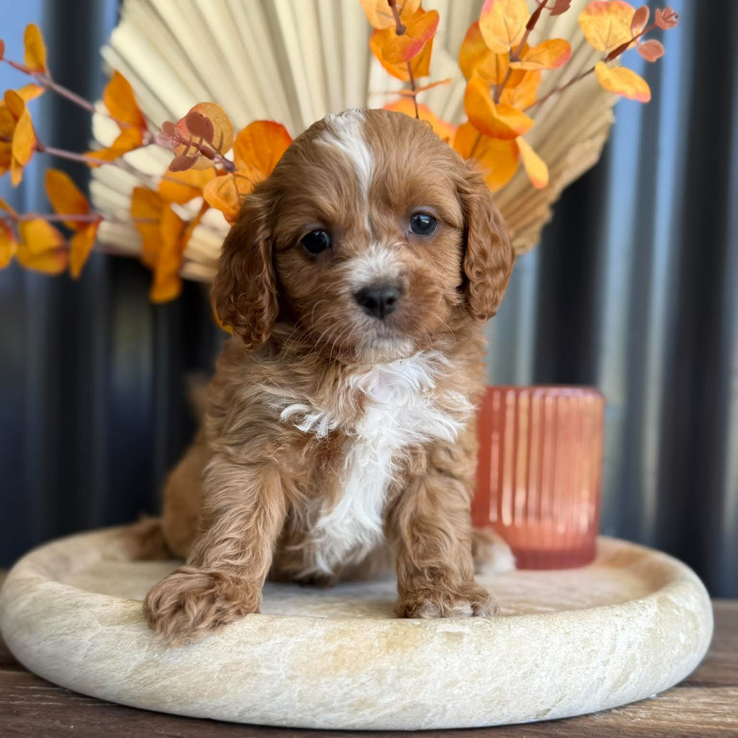 BRYCE - Male Toy Cavoodle - Ready 11th Nov