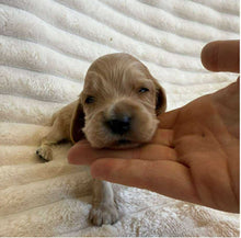 Load image into Gallery viewer, BUBBA - Male Cocker Spaniel - Ready 15th Nov