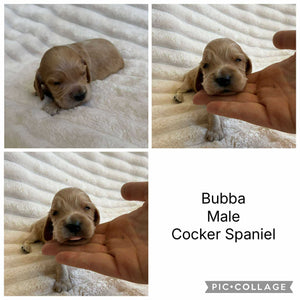 BUBBA - Male Cocker Spaniel - Ready 15th Nov