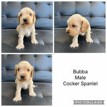 Load image into Gallery viewer, BUBBA - Male Cocker Spaniel - Ready 15th Nov