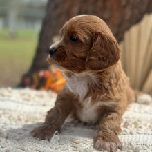 Load image into Gallery viewer, BUBBLE - Male Toy Cavoodle - Ready 11th Nov