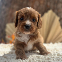 Load image into Gallery viewer, BUBBLE - Male Toy Cavoodle - Ready 11th Nov