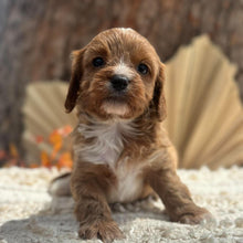 Load image into Gallery viewer, BUBBLE - Male Toy Cavoodle - Ready 11th Nov