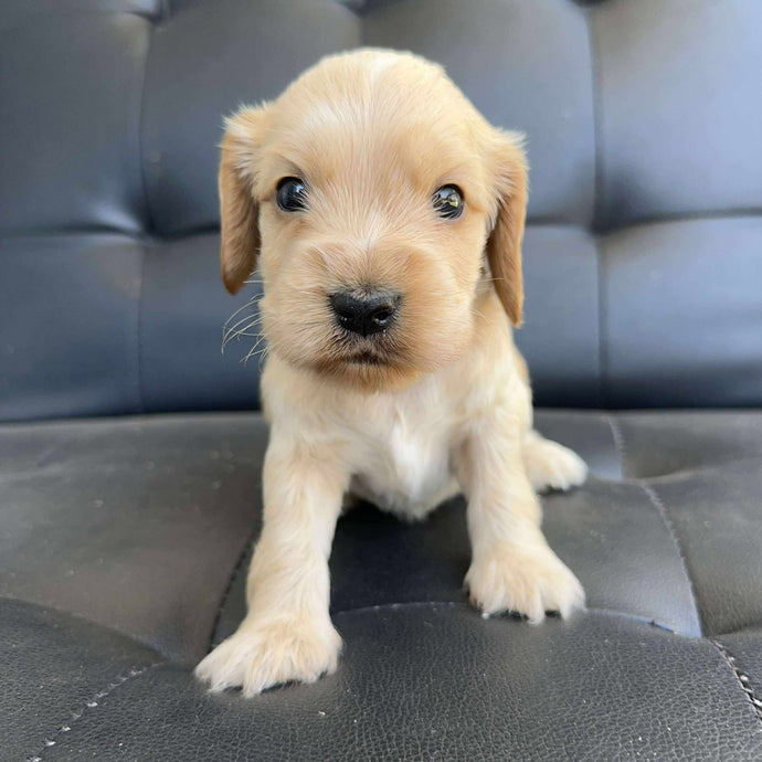 BUBBA - Male Cocker Spaniel - Ready 15th Nov