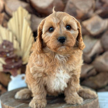 Load image into Gallery viewer, BUDDY - Male Toy Cavoodle - Ready 7th Sept NOW