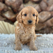 Load image into Gallery viewer, BUDDY - Male Mini Spoodle - Ready 27th Aug