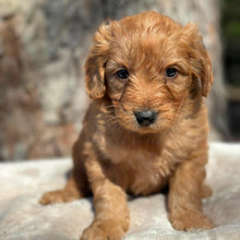 Load image into Gallery viewer, BUDDY - Male Mini Groodle - Ready 1st August