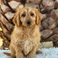 Load image into Gallery viewer, 💙BUDDY - Male Mini Groodle - Ready Now