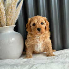 Load image into Gallery viewer, BUDDY - Male Toy Cavoodle - Ready 7th Sept