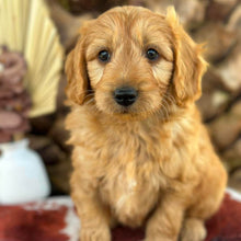 Load image into Gallery viewer, BUDDY - Male Mini Groodle - Ready 1st August