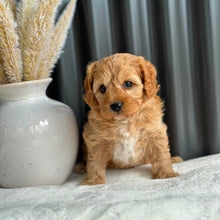 Load image into Gallery viewer, BUDDY - Male Toy Cavoodle - Ready 7th Sept