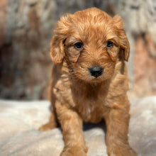 Load image into Gallery viewer, BUDDY - Male Mini Groodle - Ready 1st August