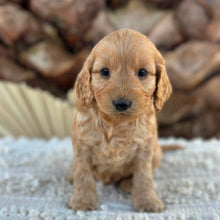 Load image into Gallery viewer, BUDDY - Male Mini Spoodle - Ready 27th Aug