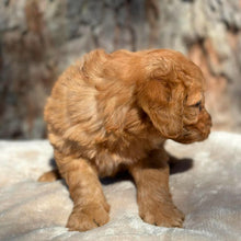 Load image into Gallery viewer, BUDDY - Male Mini Groodle - Ready 1st August