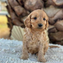 Load image into Gallery viewer, BUDDY - Male Mini Spoodle - Ready 27th Aug