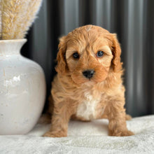 Load image into Gallery viewer, BUDDY - Male Toy Cavoodle - Ready 7th Sept
