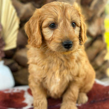 Load image into Gallery viewer, BUDDY - Male Mini Groodle - Ready 1st August