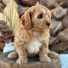 Load image into Gallery viewer, BUDDY - Male Toy Cavoodle - Ready 7th Sept NOW