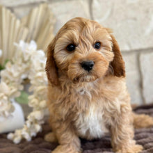 Load image into Gallery viewer, BUDDY - Male Toy Cavoodle - Ready for Home NOW