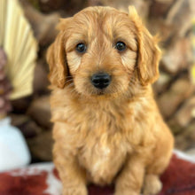 Load image into Gallery viewer, BUDDY - Male Mini Groodle - Ready 1st August