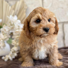 Load image into Gallery viewer, BUDDY - Male Toy Cavoodle - Ready for Home NOW