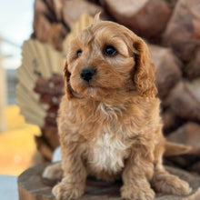 Load image into Gallery viewer, BUDDY - Male Toy Cavoodle - Ready 7th Sept NOW