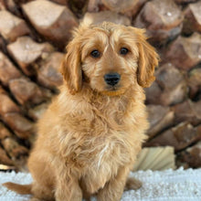 Load image into Gallery viewer, 💙BUDDY - Male Mini Groodle - Ready Now