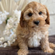 Load image into Gallery viewer, BUDDY - Male Toy Cavoodle - Ready for Home NOW