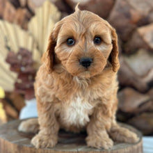 Load image into Gallery viewer, BUDDY - Male Toy Cavoodle - Ready 7th Sept NOW
