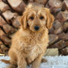 Load image into Gallery viewer, 💙BUDDY - Male Mini Groodle - Ready Now