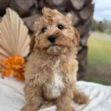 Load image into Gallery viewer, BUDDY - Male Toy Cavoodle - Ready for Home NOW