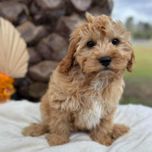 Load image into Gallery viewer, BUDDY - Male Toy Cavoodle - Ready for Home NOW