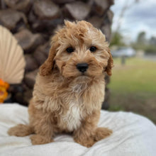 Load image into Gallery viewer, BUDDY - Male Toy Cavoodle - Ready for Home NOW