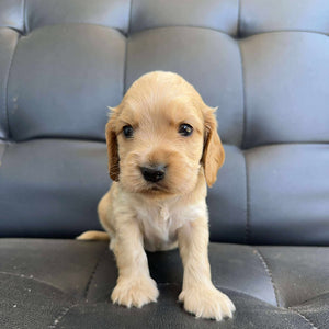 BUDDY - Male Cocker Spaniel - Ready 15th Nov