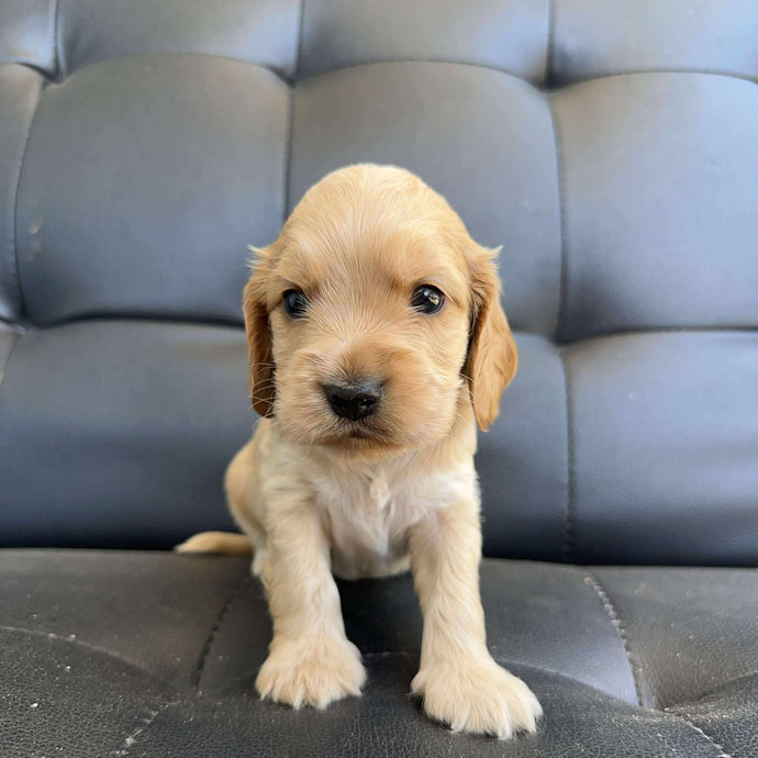 BUDDY - Male Cocker Spaniel - Ready 15th Nov