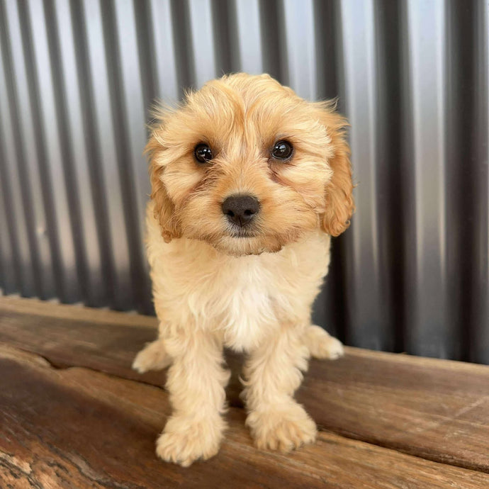 BUGS - Female Toy Cavoodle - Ready Now