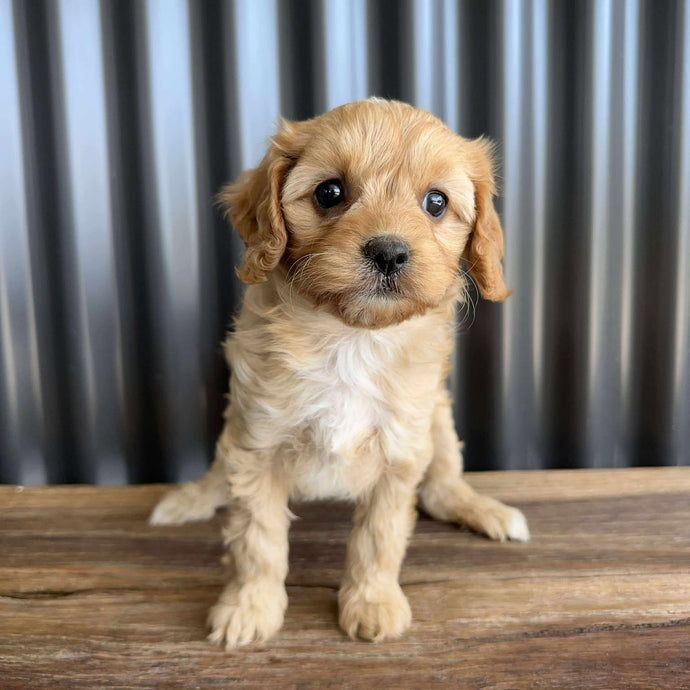 BUGS - Female Toy Cavoodle - Ready 19th Sept