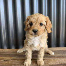 Load image into Gallery viewer, BUGS - Female Toy Cavoodle - Ready 19th Sept