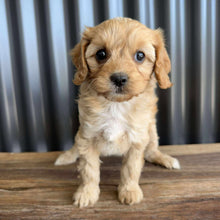 Load image into Gallery viewer, BUGS - Female Toy Cavoodle - Ready 19th Sept