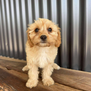 BUGS - Female Toy Cavoodle - Ready Now