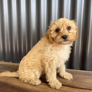 BUGS - Female Toy Cavoodle - Ready Now