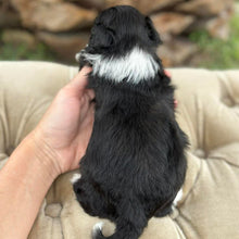 Load image into Gallery viewer, BUSTER - Male Mini American Doodle (Aussie Doodle) - Ready 27th April