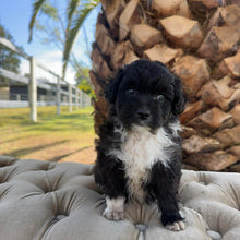 Load image into Gallery viewer, BUSTER - Male Mini American Doodle (Aussie Doodle) - Ready 27th April