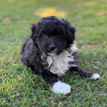 Load image into Gallery viewer, BUSTER - Male Mini American Doodle (Aussie Doodle) - Ready 27th April